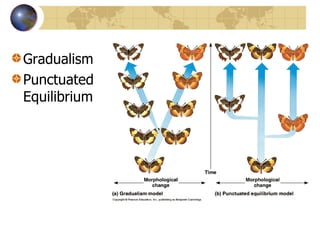 Gradualism Punctuated Equilibrium 