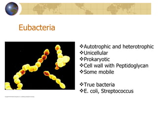 Eubacteria Autotrophic and heterotrophic Unicellular Prokaryotic Cell wall with Peptidoglycan Some mobile True bacteria E. coli, Streptococcus 