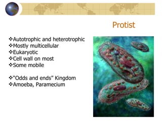 Protist Autotrophic and heterotrophic Mostly multicellular Eukaryotic Cell wall on most Some mobile “ Odds and ends” Kingdom Amoeba, Paramecium 