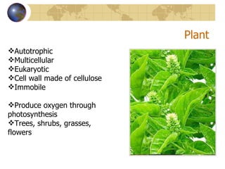 Plant Autotrophic Multicellular Eukaryotic Cell wall made of cellulose Immobile Produce oxygen through photosynthesis Trees, shrubs, grasses, flowers 