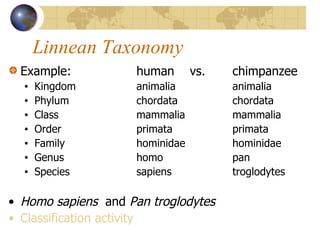 Example:  human  vs.  chimpanzee Kingdom  animalia animalia Phylum  chordata    chordata  Class  mammalia  mammalia Order  primata primata Family hominidae hominidae Genus homo pan Species sapiens troglodytes Homo sapiens  and  Pan troglodytes Classification activity Linnean Taxonomy 