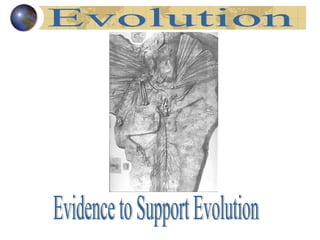 Evolution Evidence to Support Evolution 