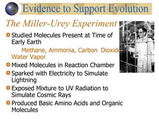The Miller-Urey Experiment Studied Molecules Present at Time of Early Earth Methane, Ammonia, Carbon  Dioxide, Water Vapor Mixed Molecules in Reaction Chamber Sparked with Electricity to Simulate Lightning Exposed Mixture to UV Radiation to Simulate Cosmic Rays Produced Basic Amino Acids and Organic Molecules Evidence to Support Evolution 