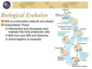 Biological Evolution RNA as a information molecule and catalyst Endosymbiotic Theory Mitochondria and chloroplasts were originally free living prokaryotic cells Both have own DNA and ribosomes Joined together to cooperate 
