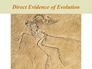 Direct Evidence of Evolution 