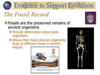 The Fossil Record Fossils are the preserved remains of ancient organisms Provide information about past organisms Shows that many diverse organisms lived at different times in Earth’s History Evidence to Support Evolution                                      