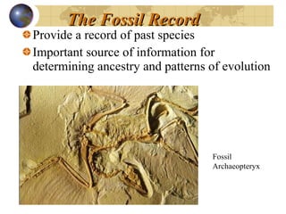 The Fossil Record Provide a record of past species Important source of information for determining ancestry and patterns of evolution Fossil Archaeopteryx 