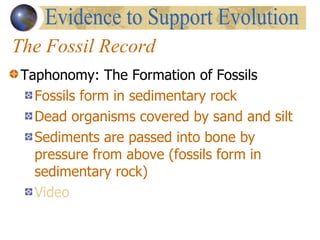 The Fossil Record Taphonomy: The Formation of Fossils Fossils form in sedimentary rock Dead organisms covered by sand and silt Sediments are passed into bone by pressure from above (fossils form in sedimentary rock) Video Evidence to Support Evolution 