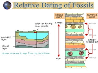 Relative Dating of Fossils 