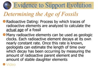 Determining the Age of Fossils Radioactive Dating: Process by which traces of radioactive elements are analyzed to calculate the  actual age  of a fossil Many radioactive elements can be used as geologic clocks. Each radioactive element decays at its own nearly constant rate. Once this rate is known, geologists can estimate the length of time over which decay has been occurring by   measuring the amount of radioactive parent element and the amount of stable daughter elements  Video Evidence to Support Evolution 