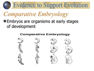 Comparative Embryology
 Embryos are organisms at early stages
 of development
 
