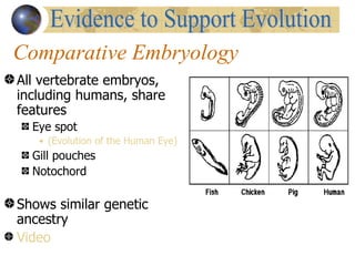 Comparative Embryology
All vertebrate embryos,
including humans, share
features
  Eye spot
   • (Evolution of the Human Eye)
  Gill pouches
  Notochord

Shows similar genetic
ancestry
Video
 