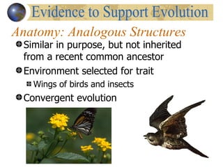 Anatomy: Analogous Structures
  Similar in purpose, but not inherited
  from a recent common ancestor
  Environment selected for trait
    Wings of birds and insects
  Convergent evolution
 