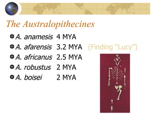 The Australopithecines
  A.   anamesis    4 MYA
  A.   afarensis   3.2 MYA (Finding “Lucy”)
  A.   africanus   2.5 MYA
  A.   robustus    2 MYA
  A.   boisei      2 MYA
 
