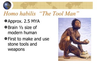 Homo habilis “The Tool Man”
 Approx. 2.5 MYA
 Brain ½ size of
 modern human
 First to make and use
 stone tools and
 weapons
 