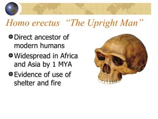 Homo erectus “The Upright Man”
 Direct ancestor of
 modern humans
 Widespread in Africa
 and Asia by 1 MYA
 Evidence of use of
 shelter and fire
 