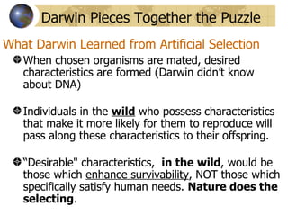 Darwin Pieces Together the Puzzle
What Darwin Learned from Artificial Selection
   When chosen organisms are mated, desired
   characteristics are formed (Darwin didn’t know
   about DNA)

   Individuals in the wild who possess characteristics
   that make it more likely for them to reproduce will
   pass along these characteristics to their offspring.

   “Desirable" characteristics, in the wild, would be
   those which enhance survivability, NOT those which
   specifically satisfy human needs. Nature does the
   selecting.
 