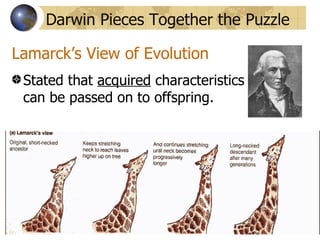 Darwin Pieces Together the Puzzle

Lamarck’s View of Evolution
 Stated that acquired characteristics
 can be passed on to offspring.
 