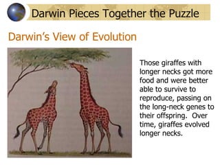 Darwin Pieces Together the Puzzle

Darwin’s View of Evolution

                             Those giraffes with
                             longer necks got more
                             food and were better
                             able to survive to
                             reproduce, passing on
                             the long-neck genes to
                             their offspring. Over
                             time, giraffes evolved
                             longer necks.
 