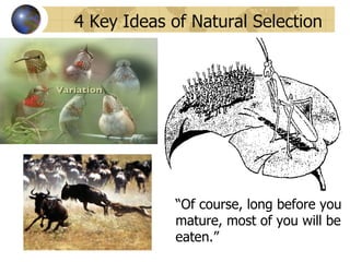 4 Key Ideas of Natural Selection




             “Of course, long before you
             mature, most of you will be
             eaten.”
 