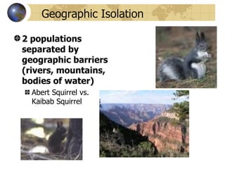Geographic Isolation

2 populations
separated by
geographic barriers
(rivers, mountains,
bodies of water)
  Abert Squirrel vs.
  Kaibab Squirrel
 