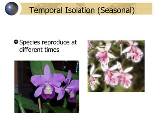 Temporal Isolation (Seasonal)


Species reproduce at
different times
 