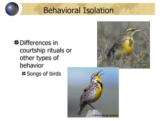 Behavioral Isolation


Differences in
courtship rituals or
other types of
behavior
  Songs of birds
 