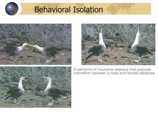 Behavioral Isolation
 
