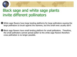 Black sage and white sage plants
invite different pollinators
White sage flowers have large landing platforms for large pollinators causing the
large pollinators to brush against the stamens, but the small ones usually don’t.

Black sage flowers have small landing platform for small pollinators. Therefore,
the small pollinators cannot spread pollen to the white sage flowers therefore
cross pollination is no longer possible.
 