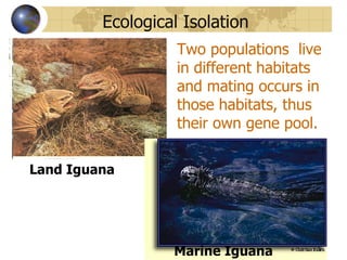 Ecological Isolation
                   Two populations live
                   in different habitats
                   and mating occurs in
                   those habitats, thus
                   their own gene pool.

Land Iguana




                  Marine Iguana
 