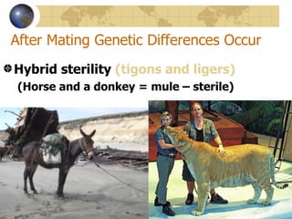 After Mating Genetic Differences Occur
Hybrid sterility (tigons and ligers)
 (Horse and a donkey = mule – sterile)
 