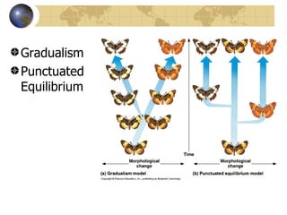 Gradualism
Punctuated
Equilibrium
 