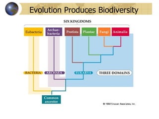 Evolution Produces Biodiversity
 