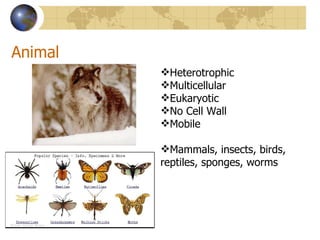 Animal
         Heterotrophic
         Multicellular
         Eukaryotic
         No Cell Wall
         Mobile

         Mammals, insects, birds,
         reptiles, sponges, worms
 