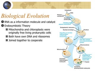 Biological Evolution
 RNA as a information molecule and catalyst
 Endosymbiotic Theory
    Mitochondria and chloroplasts were
    originally free living prokaryotic cells
    Both have own DNA and ribosomes
    Joined together to cooperate
 