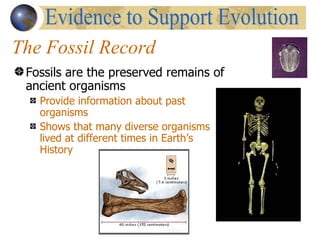 The Fossil Record
 Fossils are the preserved remains of
 ancient organisms
   Provide information about past
   organisms
   Shows that many diverse organisms
   lived at different times in Earth’s
   History
 