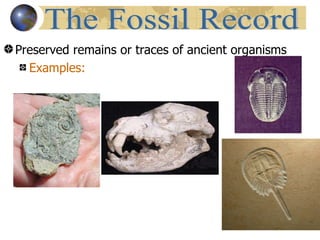 Preserved remains or traces of ancient organisms
  Examples:
 
