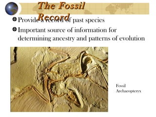 The Fossil
      Record
Provide a record of past species
Important source of information for
determining ancestry and patterns of evolution




                                   Fossil
                                   Archaeopteryx
 