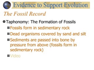 The Fossil Record
 Taphonomy: The Formation of Fossils
   Fossils form in sedimentary rock
   Dead organisms covered by sand and silt
   Sediments are passed into bone by
   pressure from above (fossils form in
   sedimentary rock)
   Video
 