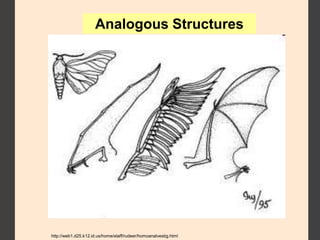 Analogous Structures
http://web1.d25.k12.id.us/home/staff/rudeer/homoanalvestig.html
 