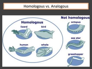 Homologous vs. Analogous
 