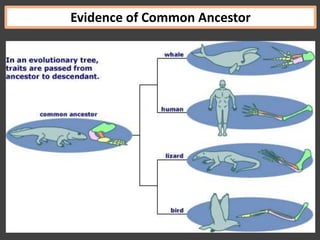 Evidence of Common Ancestor
 