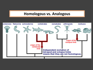 Homologous vs. Analogous
 