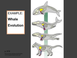EXAMPLE:
Whale
Evolution
p. 619
http://evolution.berkeley.edu/evosite/e
vo101/images/whaleancestors.gif
 