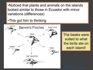 •Noticed that plants and animals on the islands
looked similar to those in Ecuador with minor
variations (differences)
•This got him to thinking
The beaks were
suited to what
the birds ate on
each island!
: www.biology-
online.org/2/11_natural_selection.htm
 