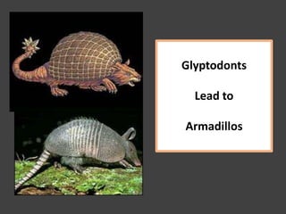 Glyptodonts
Lead to
Armadillos
 