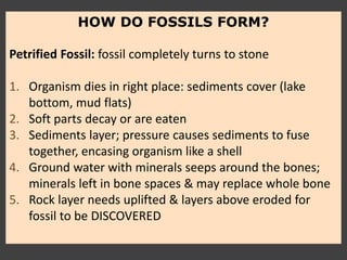 HOW DO FOSSILS FORM?
Petrified Fossil: fossil completely turns to stone
1. Organism dies in right place: sediments cover (lake
bottom, mud flats)
2. Soft parts decay or are eaten
3. Sediments layer; pressure causes sediments to fuse
together, encasing organism like a shell
4. Ground water with minerals seeps around the bones;
minerals left in bone spaces & may replace whole bone
5. Rock layer needs uplifted & layers above eroded for
fossil to be DISCOVERED
 
