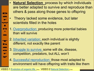 • Natural Selection process by which individuals
are better adapted to survive and reproduce than
others & pass along those genes to offspring
• Theory lacked some evidence, but later
scientists filled in the holes
1. Overproduction: producing more potential babies
than will survive
2. Inherited variation: each individual is slightly
different, not exactly like parent
3. Struggle to survive: some will die, disease,
competition, predators, but ALL won’t
4. Successful reproduction: those most adapted to
environment will have offspring with traits like them
VIDEO 1 Evolution of organic life 2min VIDEO 2 Natural Selection 2 min
 
