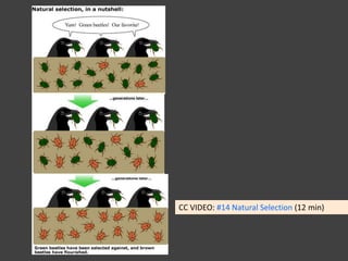 CC VIDEO: #14 Natural Selection (12 min)
 