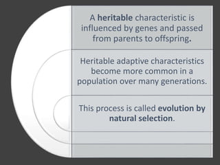 A heritable characteristic is
influenced by genes and passed
from parents to offspring.
Heritable adaptive characteristics
become more common in a
population over many generations.
This process is called evolution by
natural selection.
 